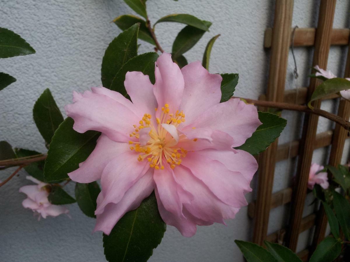 מלון Quéven La Vie Au Roze מראה חיצוני תמונה